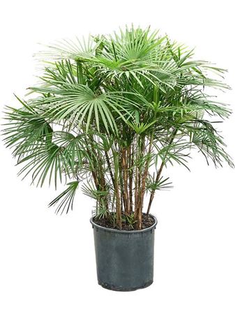Rhapis Multifida (110-140)