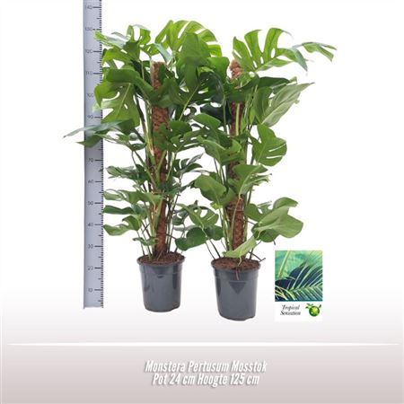Monstera Pertusum Mosspole