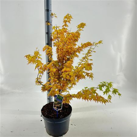 Acer Palm Orange Dream