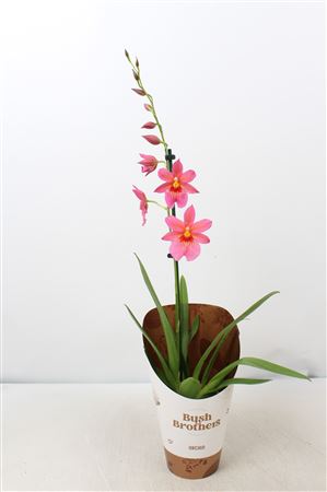 Cambria 1st Nelly Isler Pink