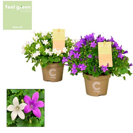 Campanula Porto Mix Feel Green (decorum)