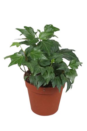 Hedera Helix Green Ripple