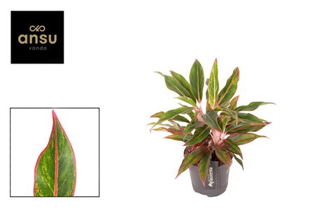 Aglaonema Jungle Baby