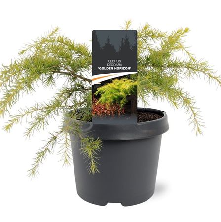 Cedrus Deo Golden Horizon