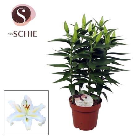 Lilium Or Starlight White 5pp