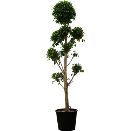 Ficus Microcarpa Nitida