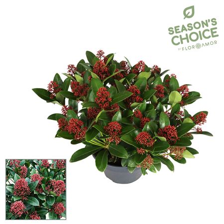 Skimmia Rubella 30+