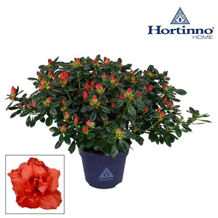 Azalea Hortinno Red
