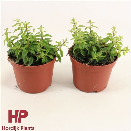 Aeschynanthus Twister