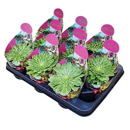 Aeonium Emerald Ice Variegato Potcover