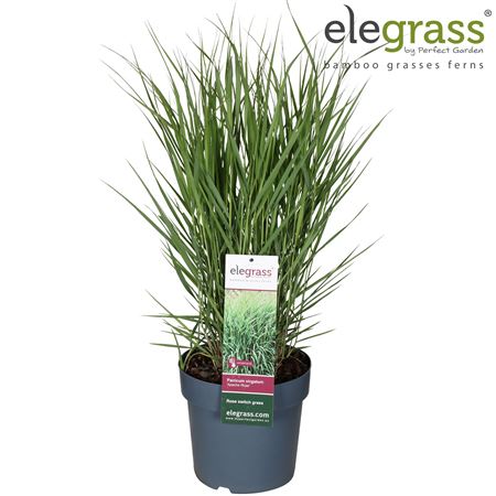 Panicum Virgatum Apache Rose