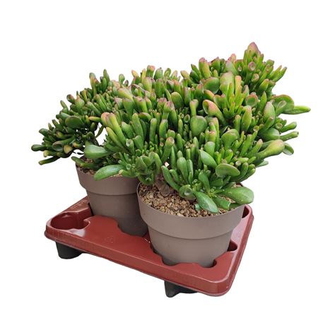 Crassula Hobbit Potcover