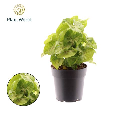 Syngonium Golden