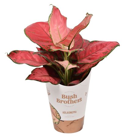 Aglaonema Sun Star