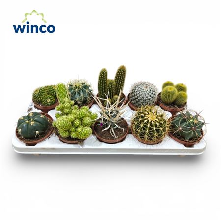 Cactus Mix (10spc.)