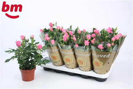 Rosa Dark Pink (bm)