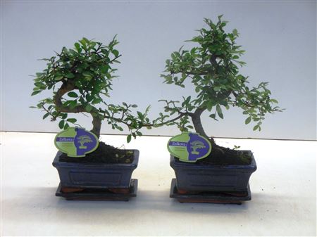 Bonsai Zelkova Parvifolia With Drip Tray