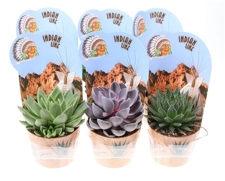 Succulent Mix Potcover Indian Line