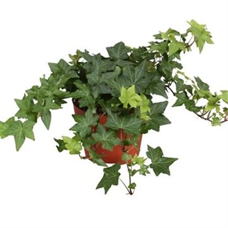 Hedera Brigitte