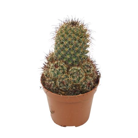 Mammillaria Leptocantha