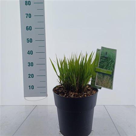 Molinia Arundinacea Skyracer