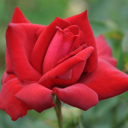 Роза чайно-гибридная Бургундия 81