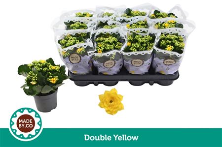 Kal Ros Yellow
