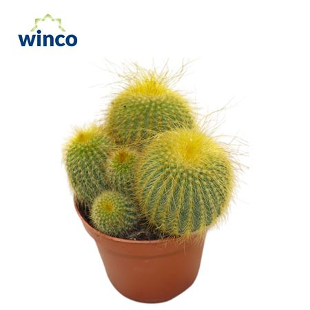 Notocactus Leninghausii