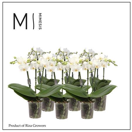 Phal 3st Multi White 30+ (mimesis)