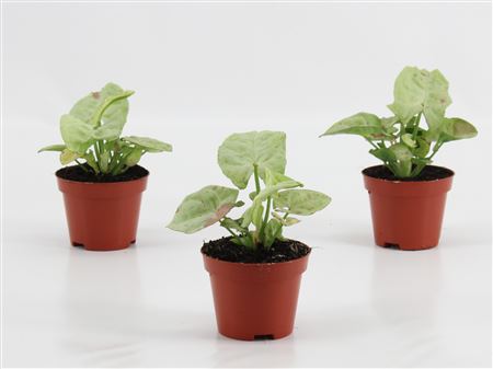 Syngonium Confetti