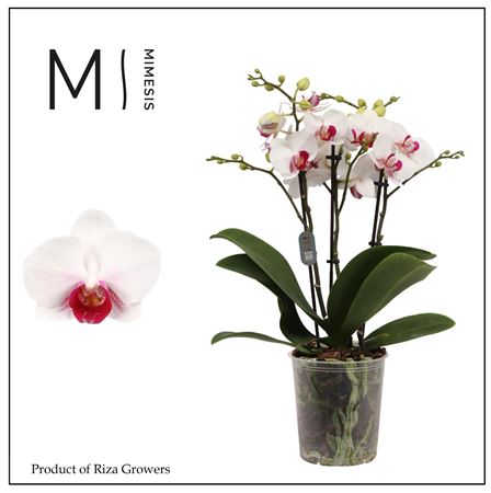 Фал 3-е убежище 30+ (мимесис)