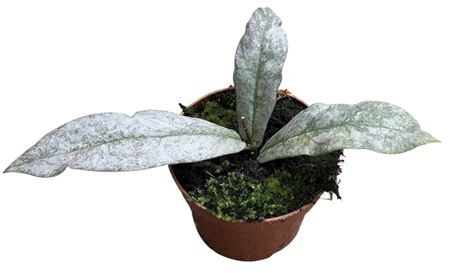 Hoya Mitrata Silver