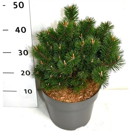 Pinus Mugo Humpy