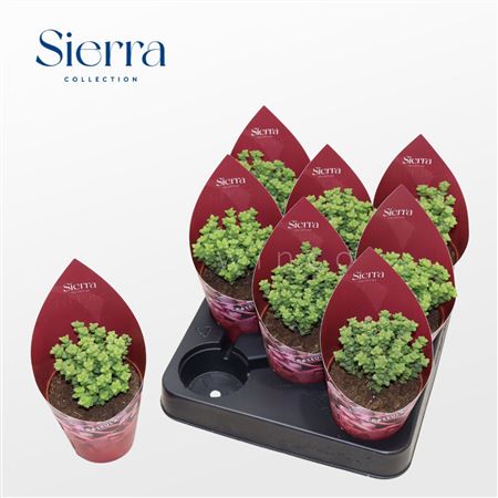 Crassula Tom Thub Sierra Collection