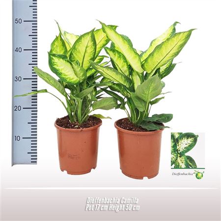 Dieffenbachia Camilla