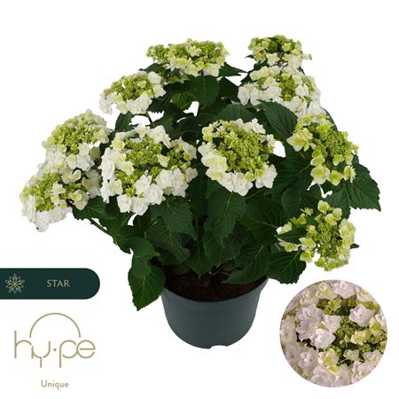 Hydrangea Ma Wedding Gown 7+ (hy-pe)