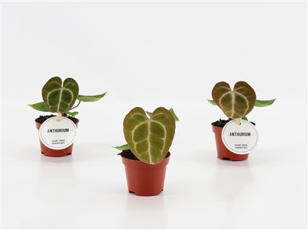 Anthurium Crystallinum