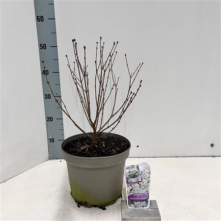 Syringa Meyeri Flowerfesta White