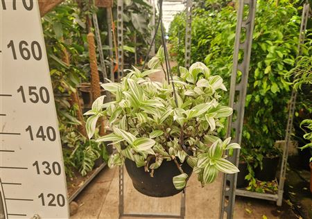 Tradescantia Brightness Hang