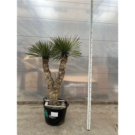 Yucca Rostrata Multistem Nr. 011