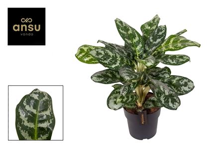 Aglaonema Jungle Silver