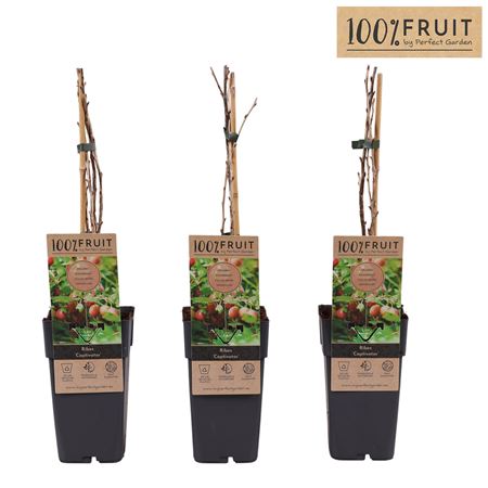 Ribes Uva-crispa Captivator