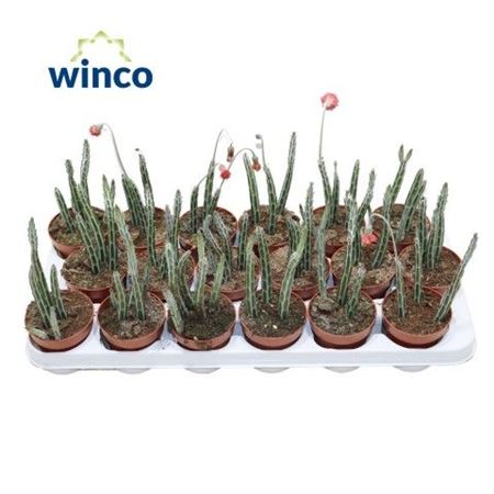 Senecio Stapeliaeformis