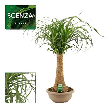 Beaucarnea Recht Bowl