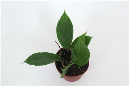 Hoya Callistophylla Tim