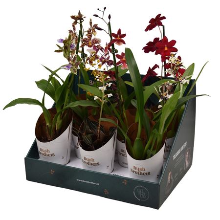 Orchid 1-2st Mix In Bush Brothers Showbox
