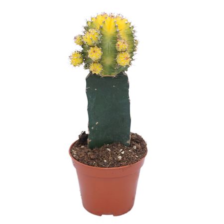 Gymnocalycium Geënt Yellow-green
