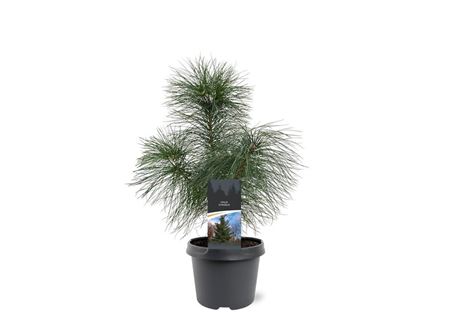 Pinus Strobus