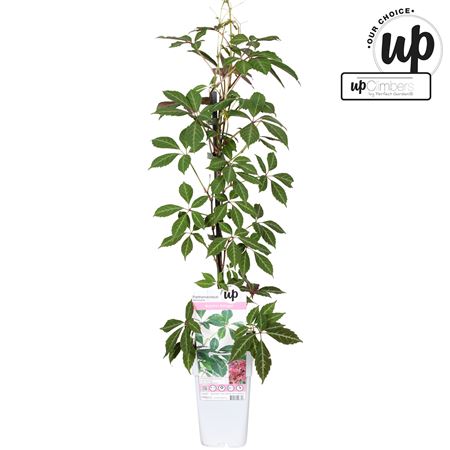 Parthenocissus Henryana