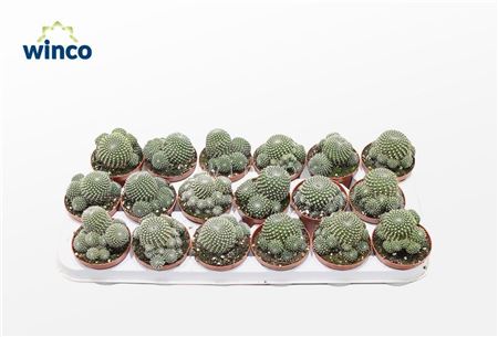 Sulcorebutia Heliosoides